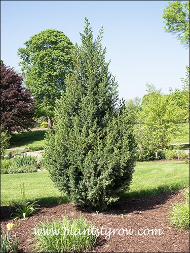 Star Power Juniper (Juniperus)